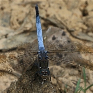 Orthetrum caledonicum at Gibberagee, NSW - 10 Nov 2016 12:36 AM