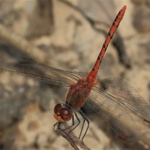 Diplacodes bipunctata at Gibberagee, NSW - 9 Nov 2016 02:23 AM