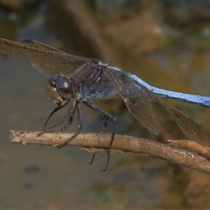 Orthetrum caledonicum at Gibberagee, NSW - 9 Nov 2016 02:27 AM