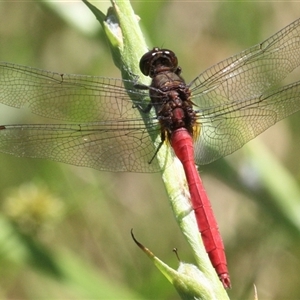 Orthetrum villosovittatum at Gibberagee, NSW - 3 Feb 2016 10:45 PM