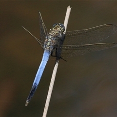 Orthetrum caledonicum (Blue Skimmer) at Gibberagee, NSW - 3 Feb 2016 by Bungybird