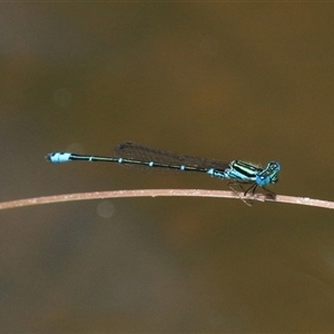 Austroagrion watsoni at Gibberagee, NSW - 3 Feb 2016 11:08 PM