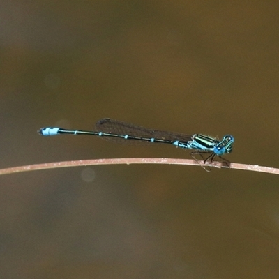 Austroagrion watsoni at Gibberagee, NSW - 3 Feb 2016 by AaronClausen