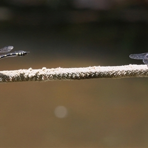 Ictinogomphus australis at Gibberagee, NSW - 3 Feb 2016 11:09 PM