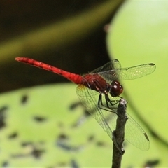 Nannodiplax rubra (Pygmy Percher) at Gibberagee, NSW - 3 Feb 2016 by Bungybird