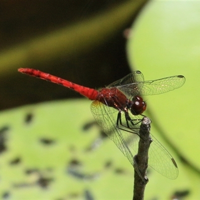 Nannodiplax rubra at Gibberagee, NSW - 3 Feb 2016 by AaronClausen