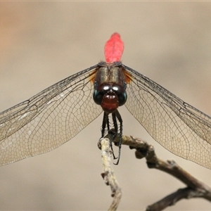 Orthetrum villosovittatum at Gibberagee, NSW - 3 Feb 2016