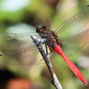 Orthetrum villosovittatum at Gibberagee, NSW - 3 Feb 2016