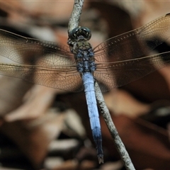 Orthetrum caledonicum at Gibberagee, NSW - 3 Feb 2016 by AaronClausen