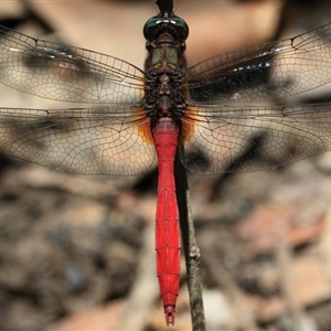 Orthetrum villosovittatum at Gibberagee, NSW - 3 Feb 2016