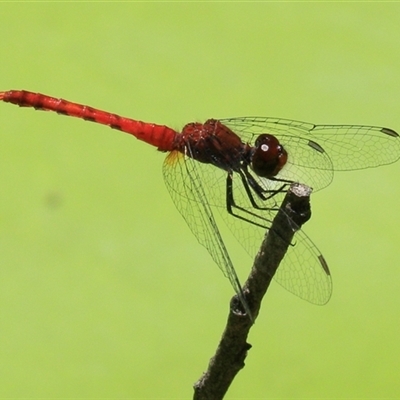 Nannodiplax rubra (Pygmy Percher) at Gibberagee, NSW - 3 Feb 2016 by Bungybird