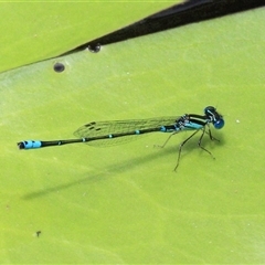 Austroagrion watsoni at Gibberagee, NSW - 3 Feb 2016 by AaronClausen