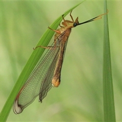 Nymphes myrmeleonoides at Gibberagee, NSW - 3 Feb 2016 by Bungybird