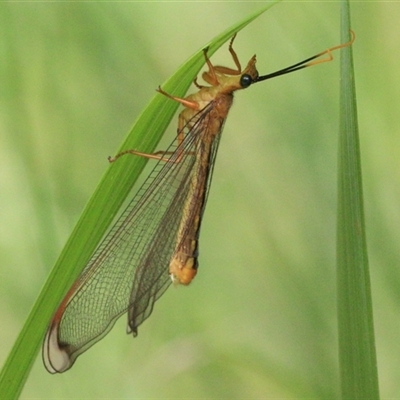 Nymphes myrmeleonoides at Gibberagee, NSW - 3 Feb 2016 by AaronClausen