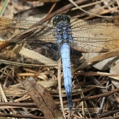 Orthetrum caledonicum at Gibberagee, NSW - 2 Feb 2016 by AaronClausen