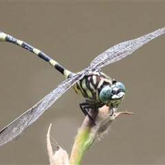 Ictinogomphus australis at Gibberagee, NSW - 2 Feb 2016 by AaronClausen