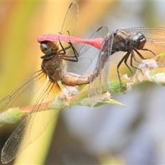 Orthetrum villosovittatum (Fiery Skimmer) at Gibberagee, NSW - 2 Feb 2016 by Bungybird