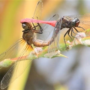 Orthetrum villosovittatum at Gibberagee, NSW - 2 Feb 2016