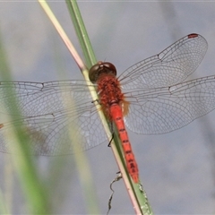 Diplacodes bipunctata at Gibberagee, NSW - 2 Feb 2016 by AaronClausen