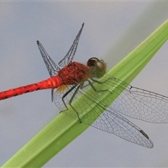 Nannodiplax rubra at Gibberagee, NSW - 2 Feb 2016 by AaronClausen