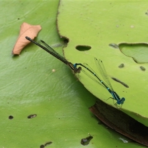 Austroagrion watsoni at Gibberagee, NSW - 2 Feb 2016