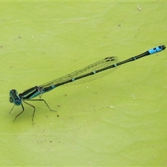 Austroagrion watsoni at Gibberagee, NSW - 2 Feb 2016 by AaronClausen