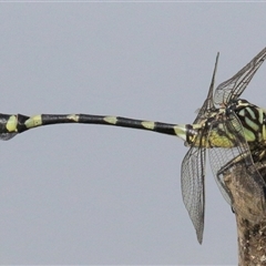 Ictinogomphus australis at Gibberagee, NSW - 1 Feb 2016 by AaronClausen