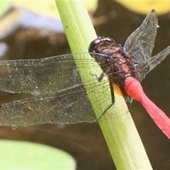 Orthetrum villosovittatum (Fiery Skimmer) at Gibberagee, NSW - 3 Feb 2016 by Bungybird