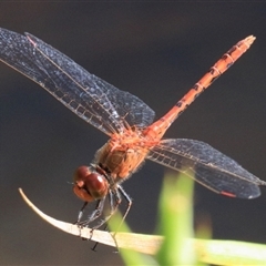 Diplacodes bipunctata at Gibberagee, NSW - 1 Feb 2016 by AaronClausen