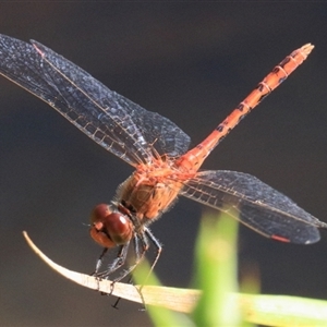 Diplacodes bipunctata at Gibberagee, NSW - 2 Feb 2016 04:10 AM