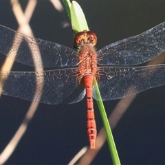 Diplacodes bipunctata at Gibberagee, NSW - 1 Feb 2016 by AaronClausen