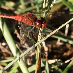 Diplacodes bipunctata (Wandering Percher) at Gibberagee, NSW - 2 Feb 2016 by Bungybird