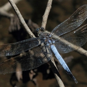 Orthetrum caledonicum at Gibberagee, NSW - 1 Feb 2016