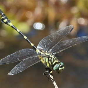 Ictinogomphus australis at Gibberagee, NSW - 1 Feb 2016