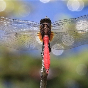 Orthetrum villosovittatum at Gibberagee, NSW - 1 Feb 2016 01:24 AM