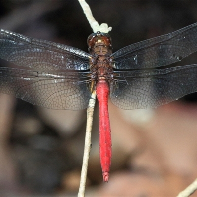 Orthetrum villosovittatum (Fiery Skimmer) at Gibberagee, NSW - 1 Feb 2016 by Bungybird