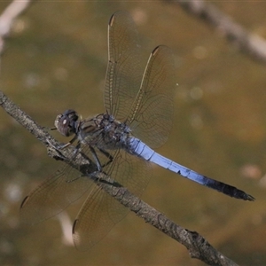 Orthetrum caledonicum at Gibberagee, NSW - 1 Feb 2016