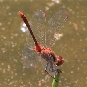 Diplacodes bipunctata at Gibberagee, NSW - 1 Feb 2016 01:42 AM