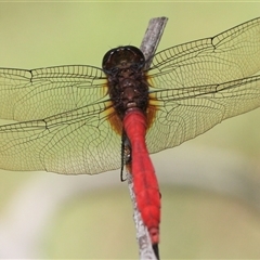 Orthetrum villosovittatum at Gibberagee, NSW - 31 Jan 2016 by AaronClausen