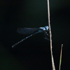 Austrolestes leda at Gibberagee, NSW - 31 Jan 2016 by AaronClausen