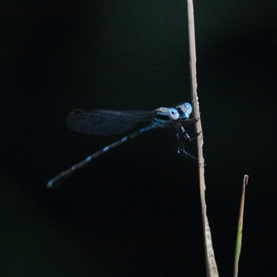 Austrolestes leda (Wandering Ringtail) at Gibberagee, NSW - 1 Feb 2016 by Bungybird