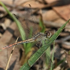 Diplacodes bipunctata at Gibberagee, NSW - 31 Jan 2016 by AaronClausen