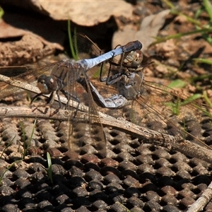 Orthetrum caledonicum at Gibberagee, NSW - 15 Sep 2009 10:49 PM