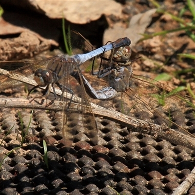 Orthetrum caledonicum at Gibberagee, NSW - 15 Sep 2009 by AaronClausen