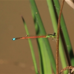 Ischnura aurora (Aurora Bluetail) at Gibberagee, NSW - 15 Sep 2009 by Bungybird