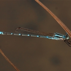 Austrolestes aridus (Inland Ringtail) at Gibberagee, NSW - 15 Sep 2009 by Bungybird