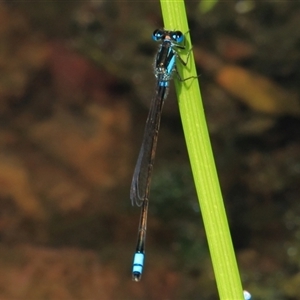 Ischnura heterosticta at Gibberagee, NSW - 8 Jan 2012 08:51 PM