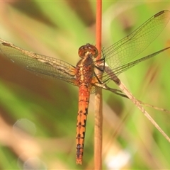 Diplacodes melanopsis (Black-faced Percher) at Gibberagee, NSW - 8 Jan 2012 by Bungybird