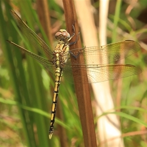 Orthetrum caledonicum at Gibberagee, NSW - 8 Jan 2012 10:00 PM