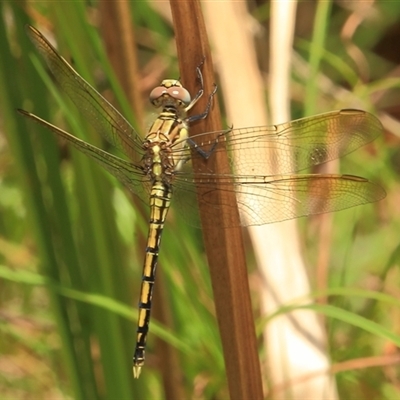 Orthetrum caledonicum at Gibberagee, NSW - 8 Jan 2012 by AaronClausen